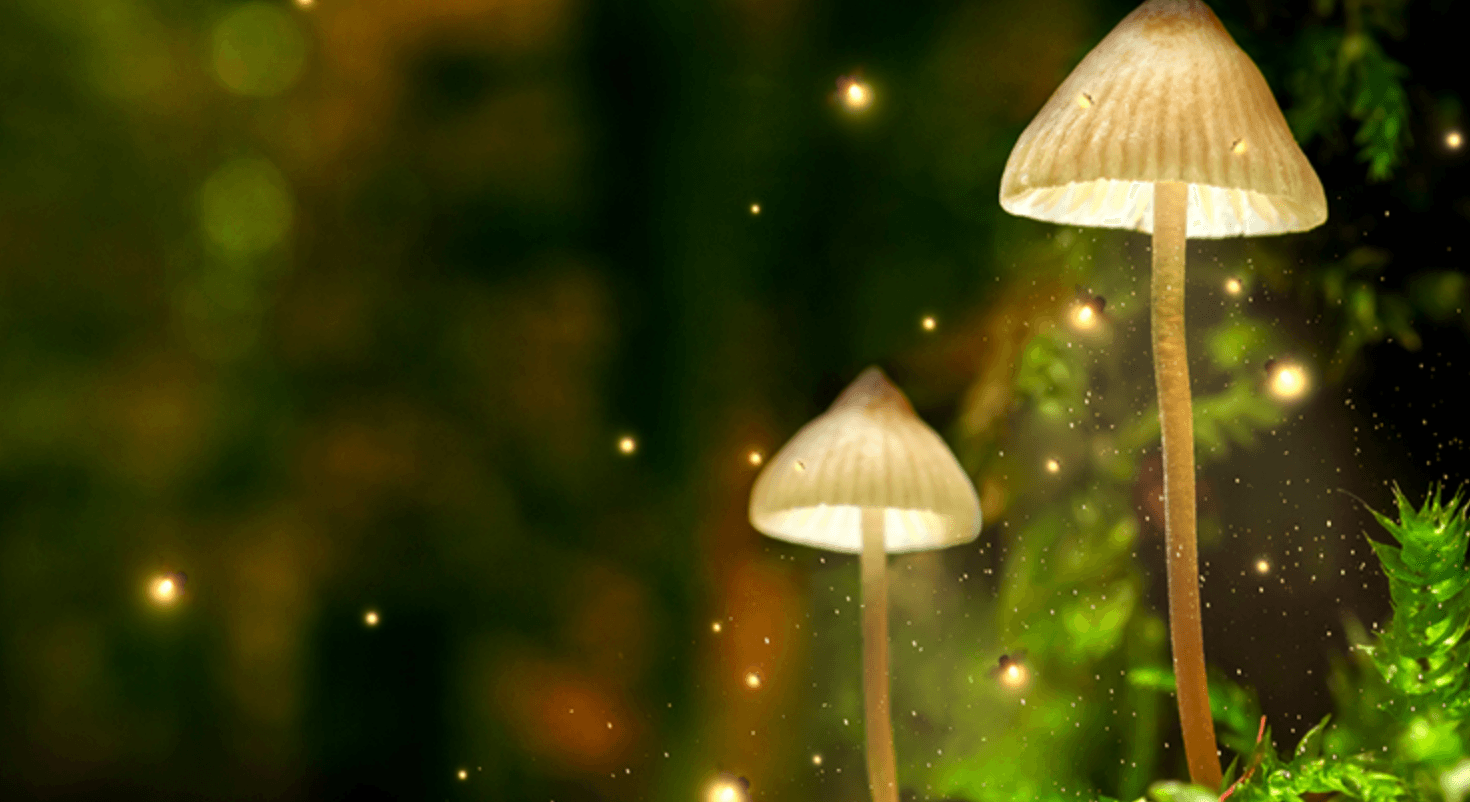 Top 10 Mushroom Tinctures for Immune Support mushrooms by star light