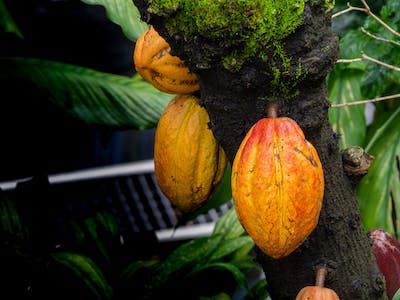 Cacao 101 No Ordinary Moments