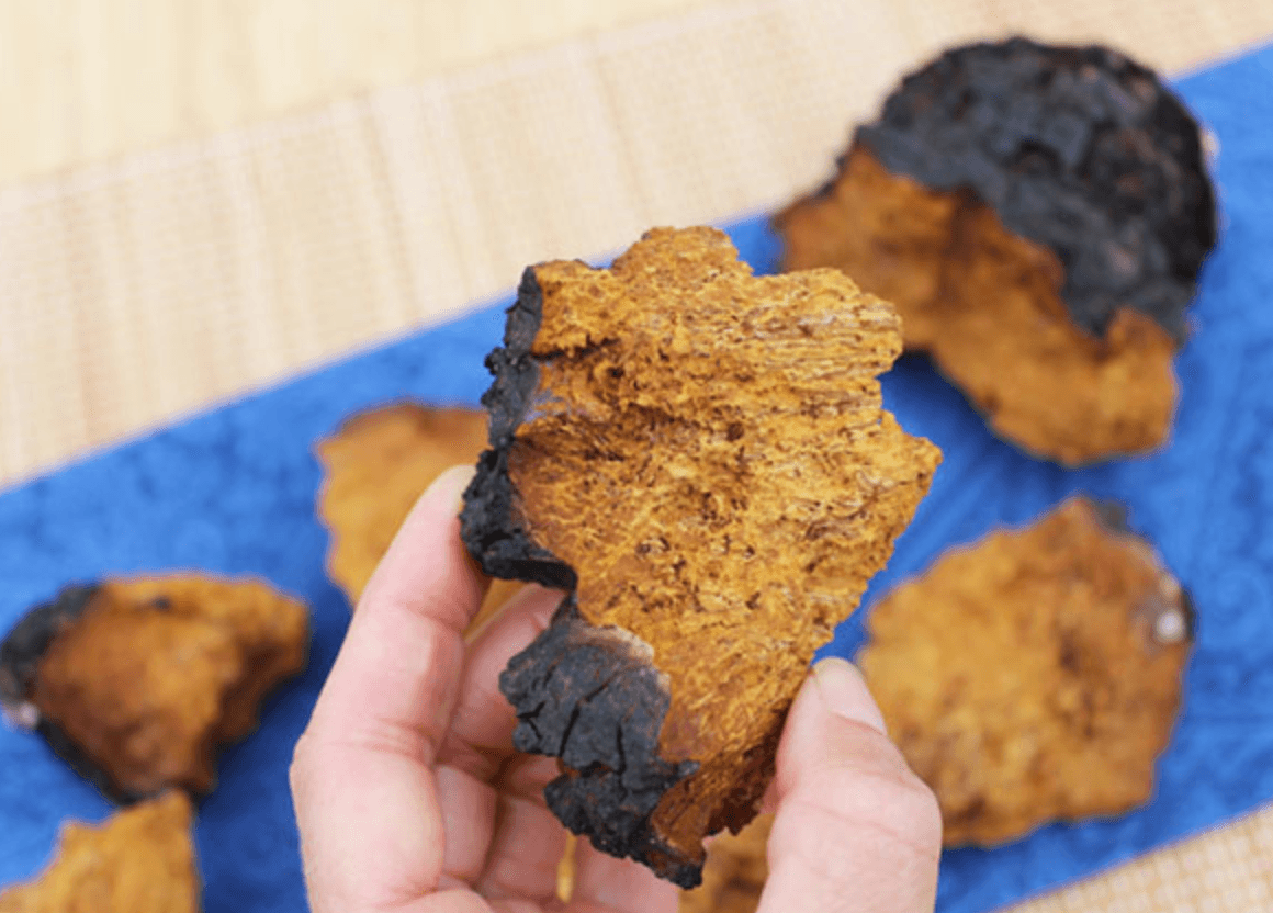 8 Benefits of adding Chaga into your Coffee - No Ordinary Moments