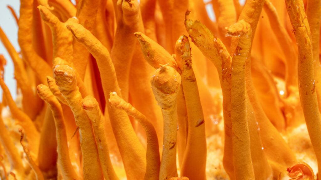 5 Benefits of Cordyceps Mushrooms - No Ordinary Moments