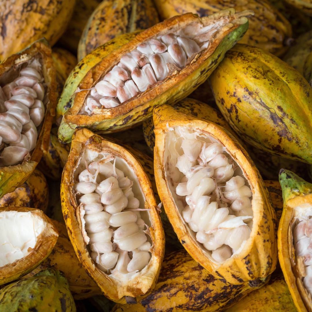 Close up of a raw cacao pod