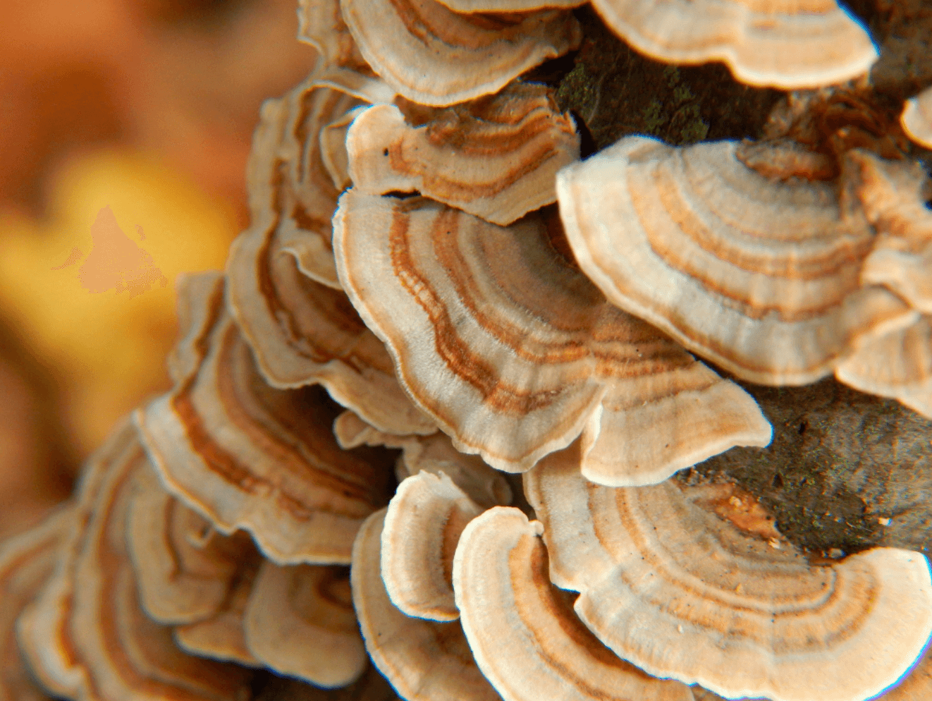 Turkey Tail fruiting mushrooms - Turkey Tail Mushroom Tinctures Vs Powder - Which One is Best for You? 