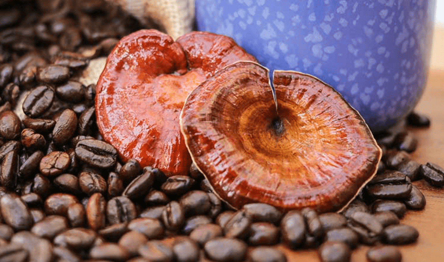 4 Benefits of Reishi Mushrooms - No Ordinary Moments