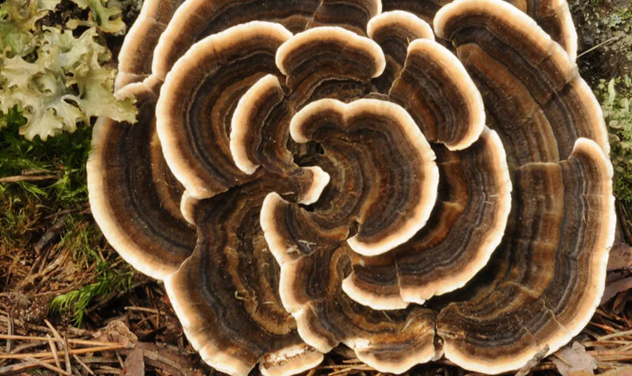 Turbocharge Your Health: 5 Benefits of Turkey Tail Mushrooms