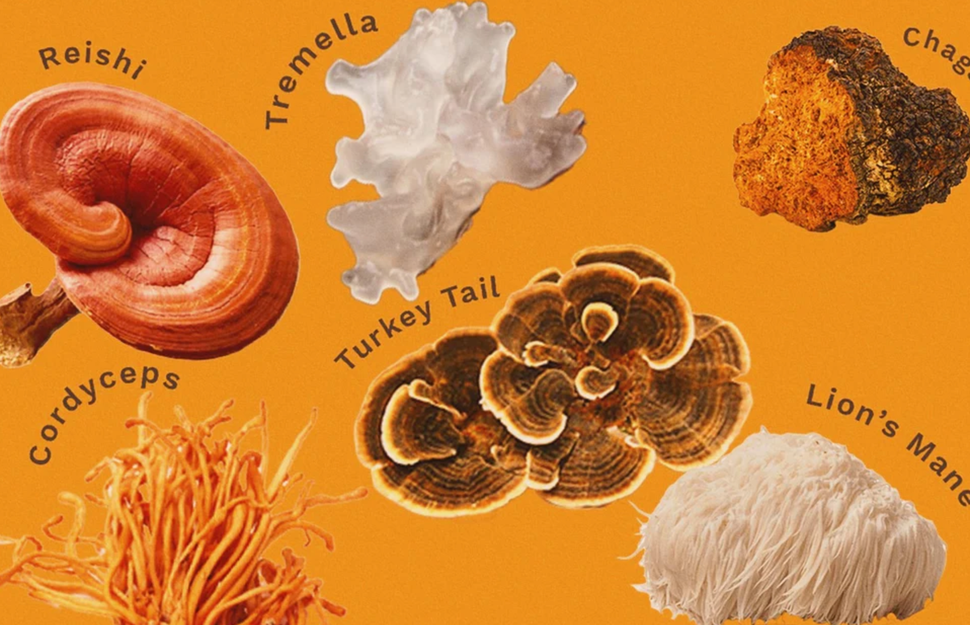 Medicinal Mushrooms? A Comprehensive Guide to Choosing the Right Supplement for You