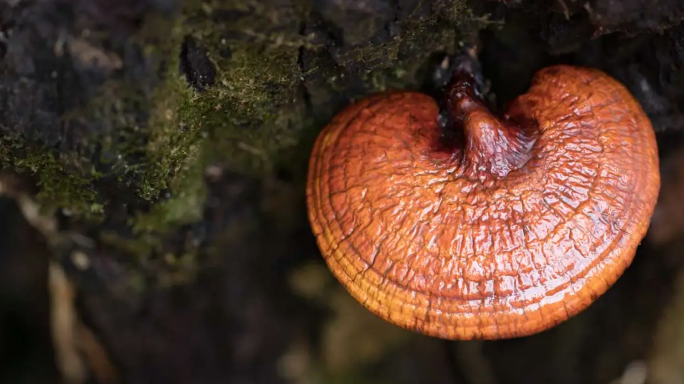 Finding Serenity in Fungi: Exploring Medicinal Mushrooms for Stress Relief