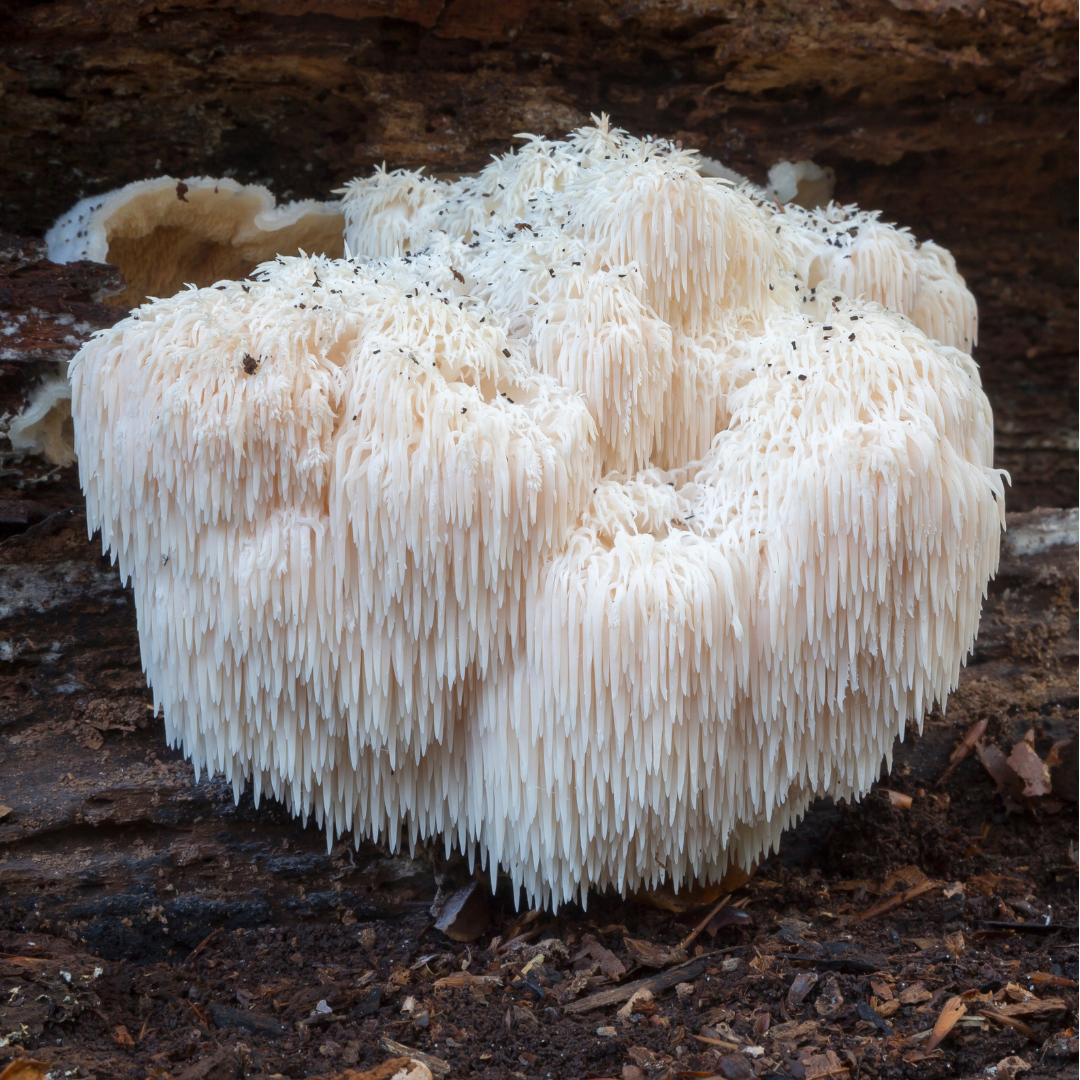 No Ordinary Moments Lion's mane mushroom