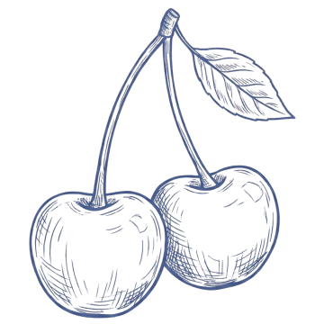 Illustrated Montmorency cherries