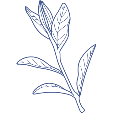 L-theanine ingredient illustration