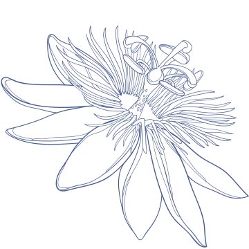 Passion flower ingredient illustration